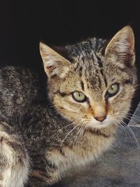 Close-up portrait of cat against black background