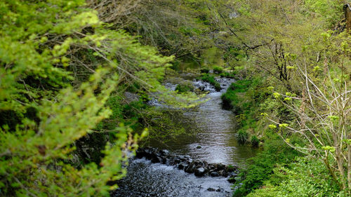 River flowing through forest