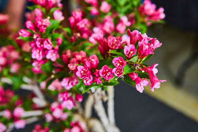 Close-up of purple flowering plant