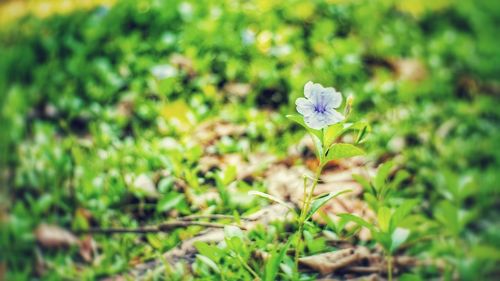 Close-up of purple flowering plant on field