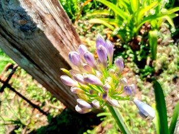 Close-up of purple crocus flower