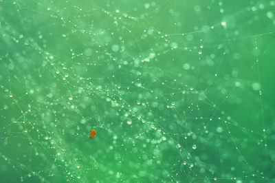 Close-up of wet spider web