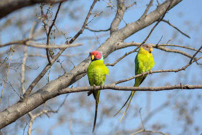 Low angle view of birds perching on branch