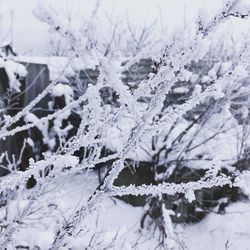 Close-up of snow covered plants