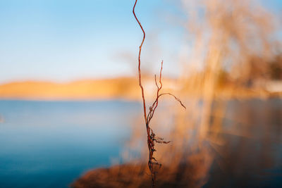Close-up of plant on land against sky