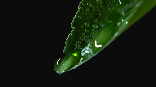 Close-up of wet leaf against black background