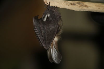 Close-up of butterfly on plant