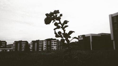 Close-up of plant against sky