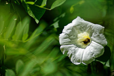 Close-up of honey bee on white flowering plant