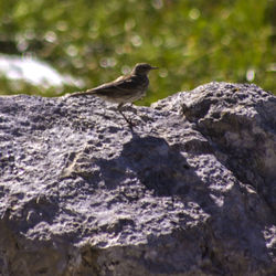 Side view of bird on rock