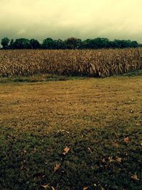 Scenic view of field against sky at sunset