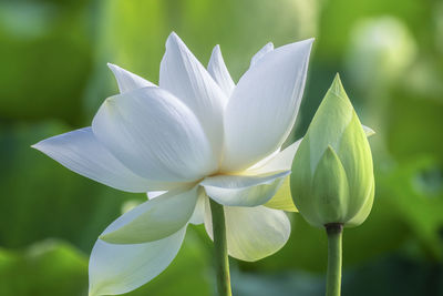 Close-up of white flowering plant