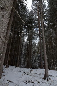 Trees in forest during winter