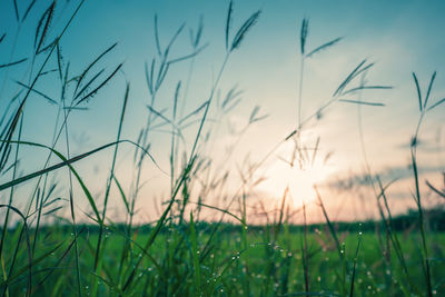 Close-up of stalks in field against sky