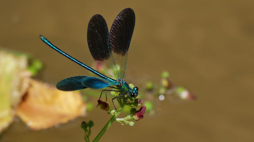 Close-up of butterfly pollinating on flower