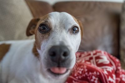 Close-up portrait of dog at home