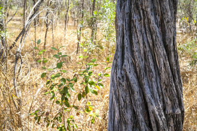 Pine tree trunk in forest