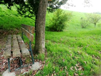View of tree on field