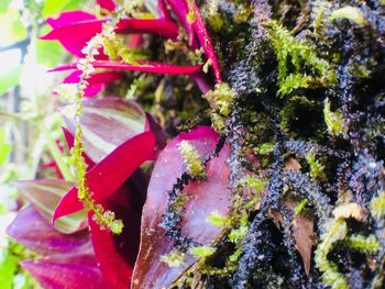 Close-up of fresh plants on snow