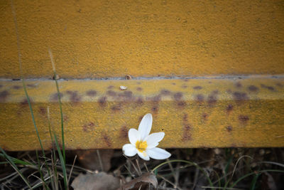 Close-up of yellow flower on field