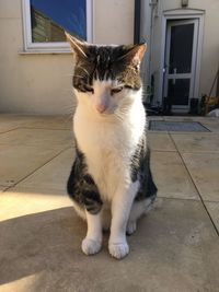 Cat sitting on floor