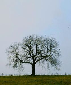 Bare trees on grassy field