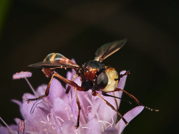 Close-up of bee pollinating on flower