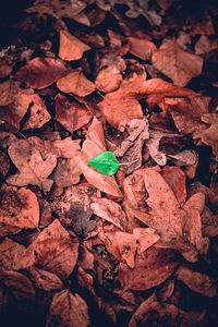 High angle view of autumn leaves on field