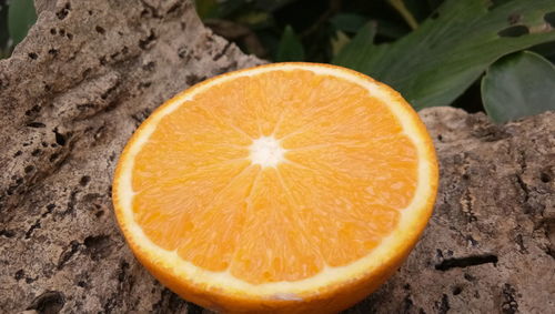 High angle view of orange slice