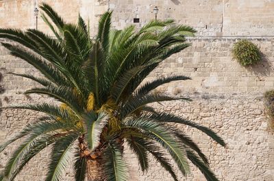 Palm tree against plants