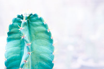 Close-up of succulent plant