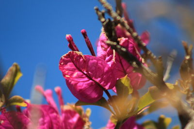 Close-up of pink flowering plant against sky