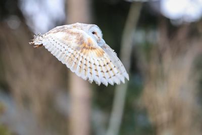 Close-up of a bird flying