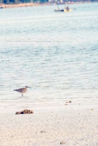 Seagulls flying over beach