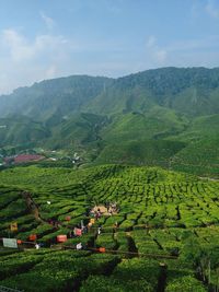 Scenic view of agricultural field against sky