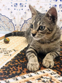 Close-up of cat relaxing on bed at home