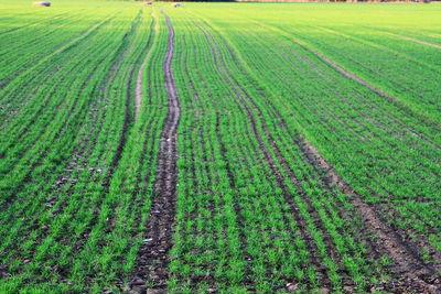 Scenic view of agricultural field