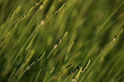 Close-up of wheat on grassy field