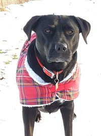 Close-up portrait of black dog