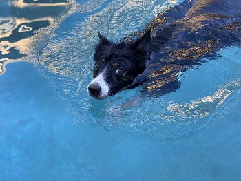 High angle view of dog on sea