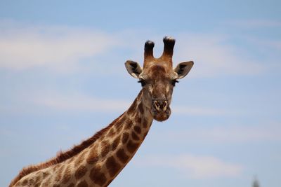 Portrait of giraffe against sky