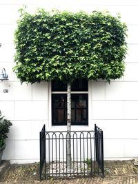 Tree by house against trees