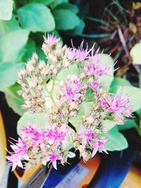 Close-up of purple flowers