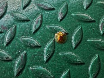 Golden tortoise beetle on green buried cement wallpaper that scarcely found it