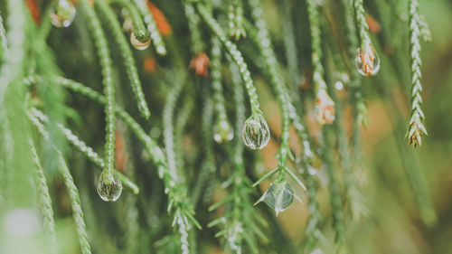 Close-up of water drops on plant