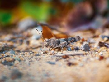 Close-up of ant on rock