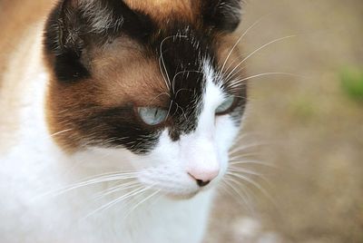 Close-up of cat