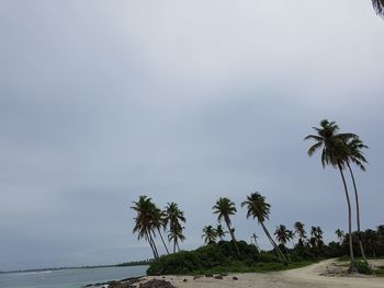 Palm trees on beach against sky