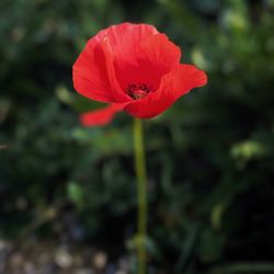 Close-up of red rose