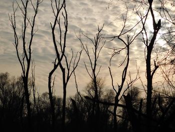 Silhouette plants against sky during sunset